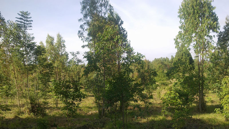 Karura Forest