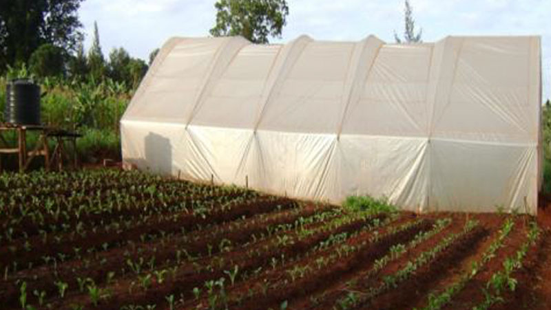 Kenya Red Cross Society – Greenhouse Program